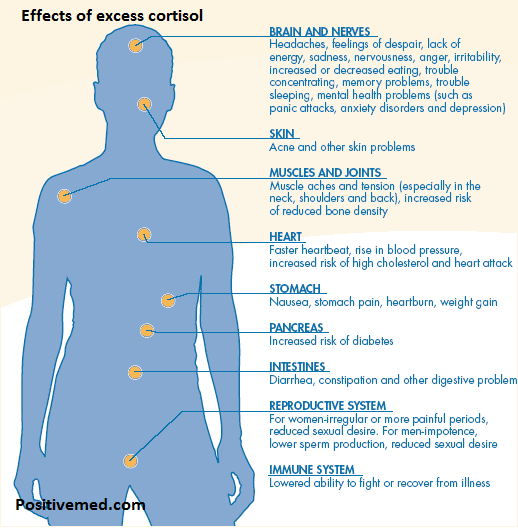 the effects of cortisol